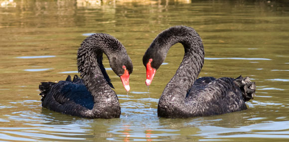 Black swans