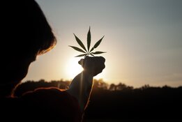 Cannabis Firm Posts Improved Q2 FY22 YOY