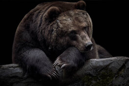 Mournful Bears