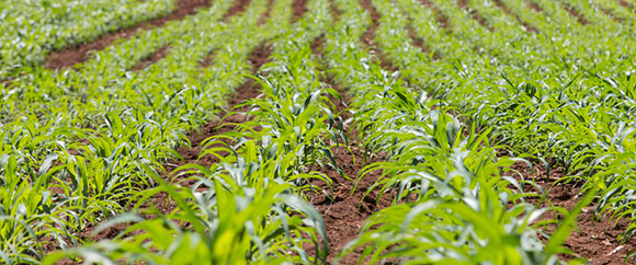 youngcornplants580