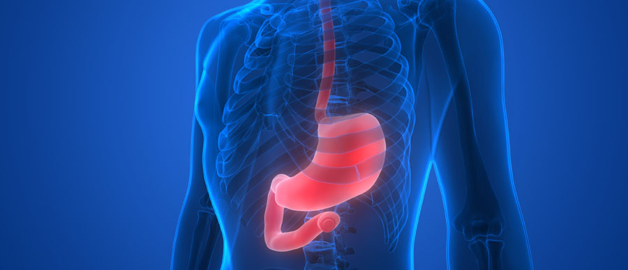 Stomach