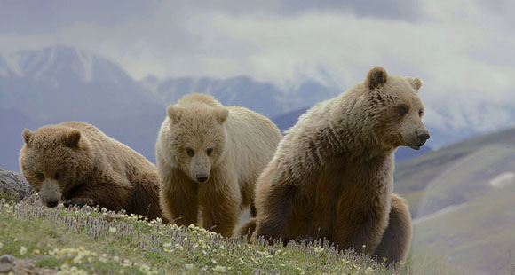 Bear with cubs