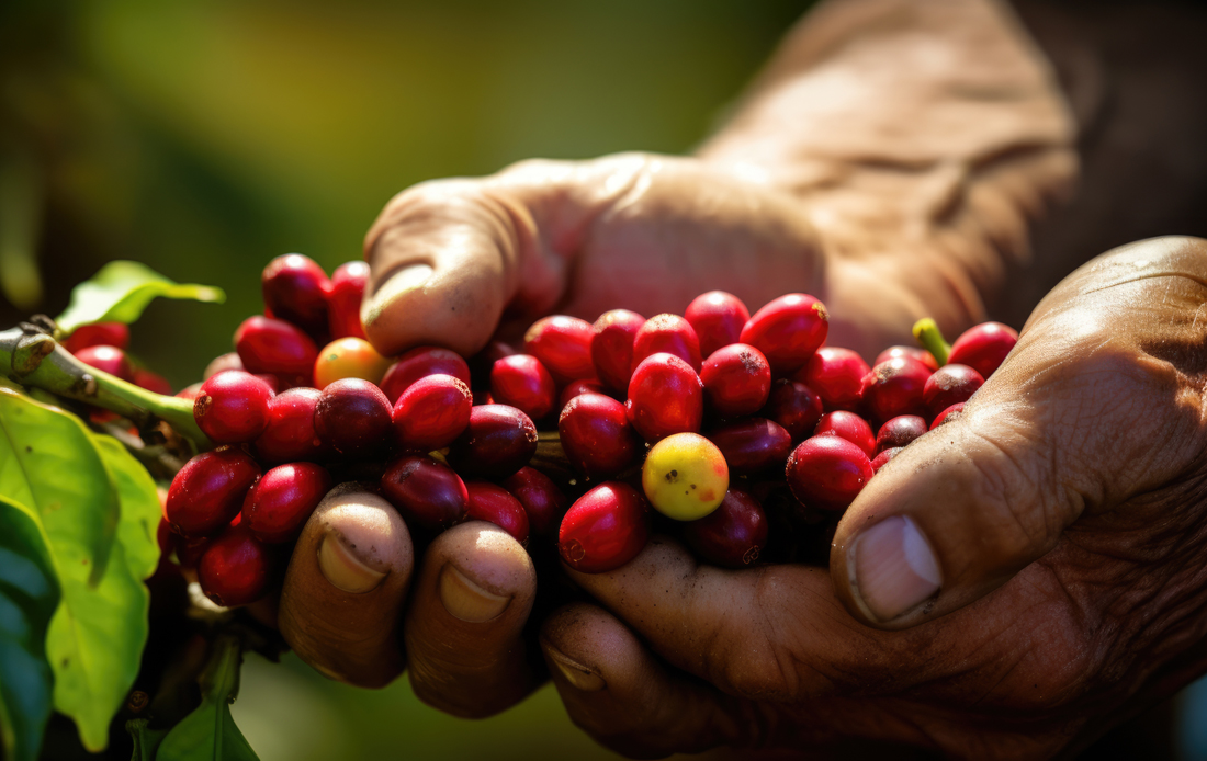 BrazilCoffeeBeansAdobe.jpg BrazilCoffeeBeansAdobe.jpg