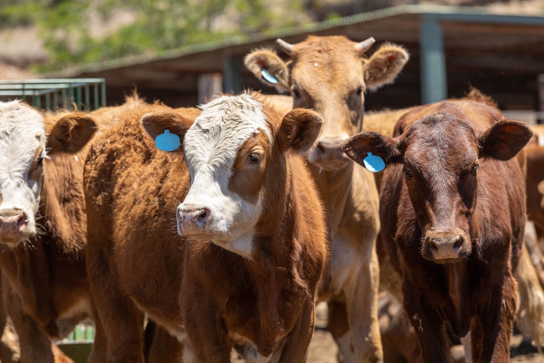 CowFeedlotAdobe.jpg CowFeedlotAdobe.jpg