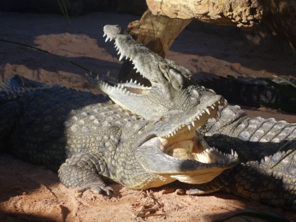 Crocodiles_Resting