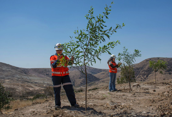 Endeavour Silver Tree Planting