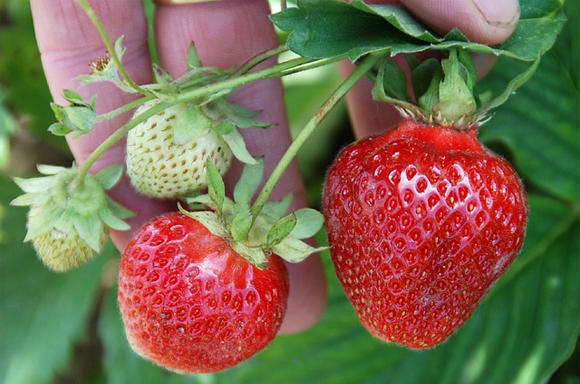 Strawberries