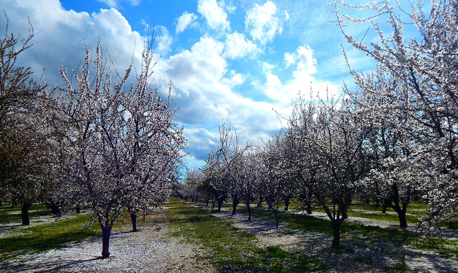 Almond orchard