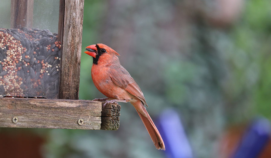 Bird feeder