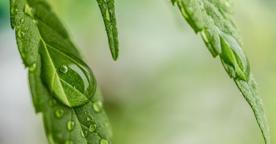 Cannabis leaf