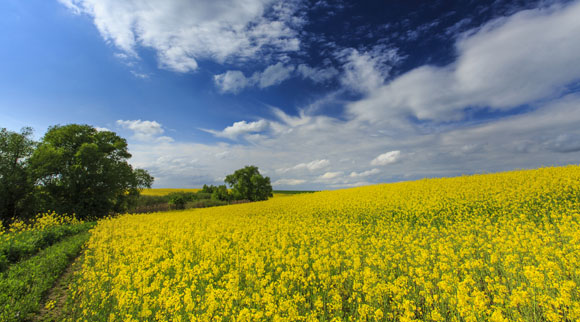 Canola field