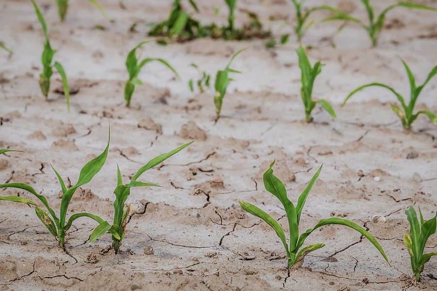 Cornfield drought