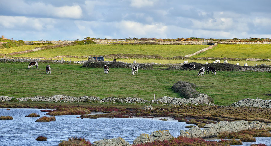 Cows and water