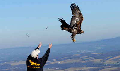Eagle safety stalls wind farms