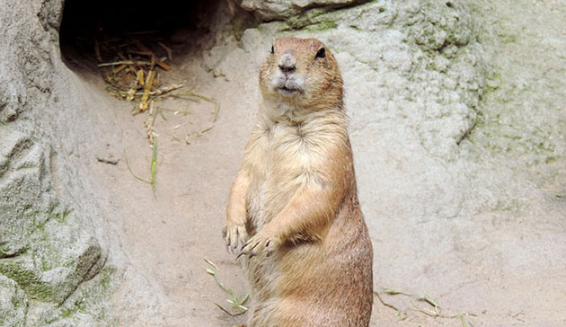 Groundhog