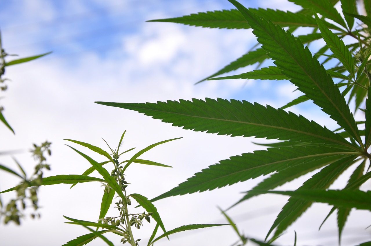 marijuana cannabis plants outdoor sky 