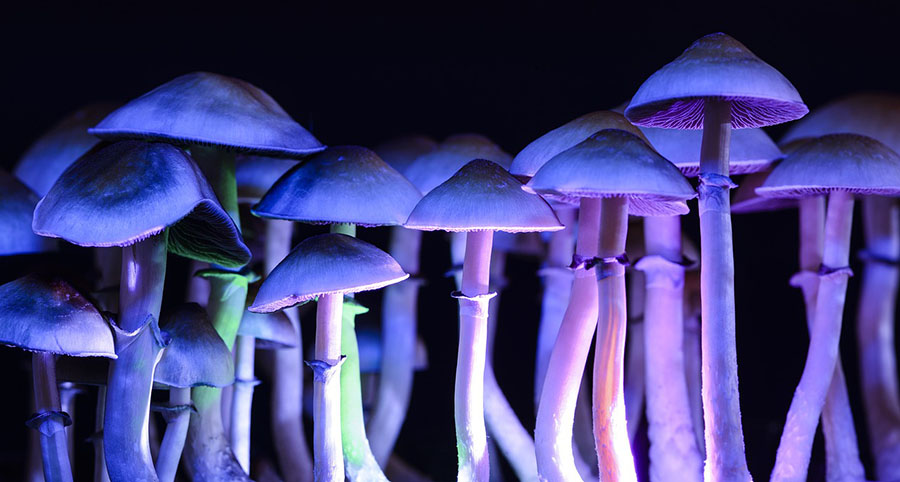 Psilocybin mushrooms