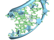 rnastrand175