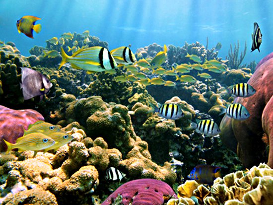 seadrugs1
