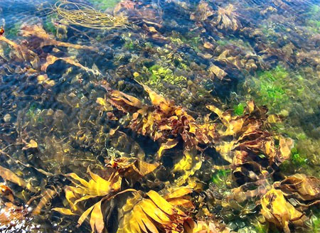 seaweed biofuel