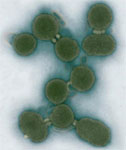 Synthetic Cells Hold Biofuels Potential