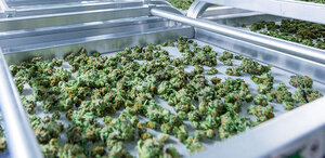 Cannabis Production