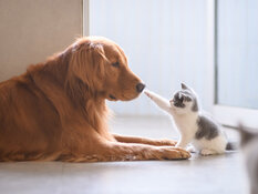 Cleantech Co. Relaunches Pet Brand Under Its Own Control