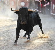 bull bull
