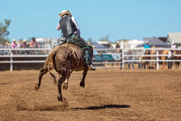 bull bull