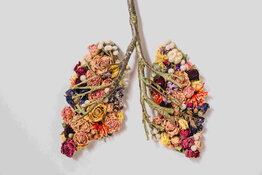 lungs lungs
