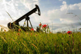 oil oil