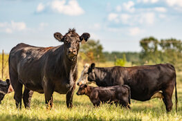 NewCattleHerdAdobe.jpg NewCattleHerdAdobe.jpg
