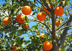 Oranges on tree