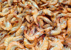 Shrimp Catch
