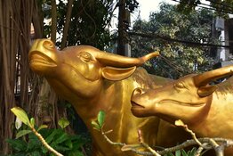 bull