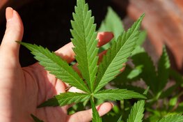 Cannabis in hand