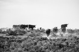 bulls bulls