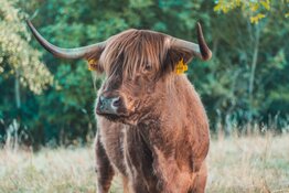 bull bull