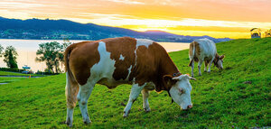The Tiny Cleantech Company that Could Dethrone Beyond Meat
