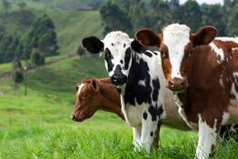 cows cows