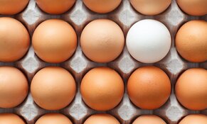 eggs egg revenue pasture ethical