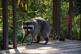 You Dont Want To Be a Racoon