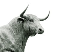 bull bull