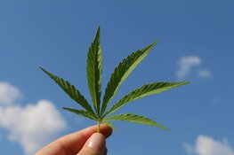 marijuana hemp stem