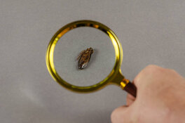 cockroach