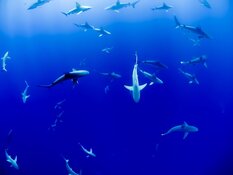 sharks sharks