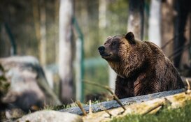 bear bear