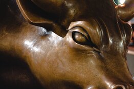 bull