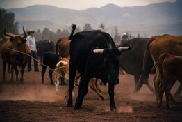 bull bull
