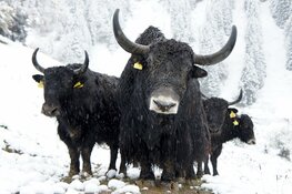bull bull